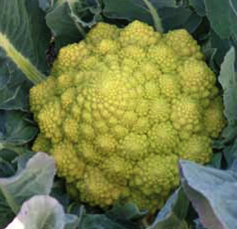 Romanesco