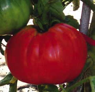 Red Pear sel. Gigante del Vomano