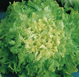 Escarole Gigante degli ortolani sel. Odissea