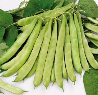 Green flat podded bean Minosse