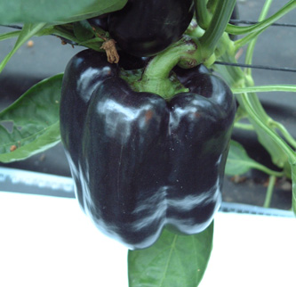 Pimiento Andromeda F1