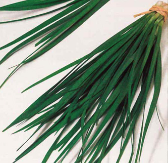 Chinese chives or Garlic chives