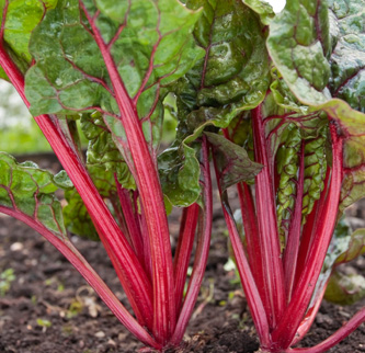 Rhubarb chard