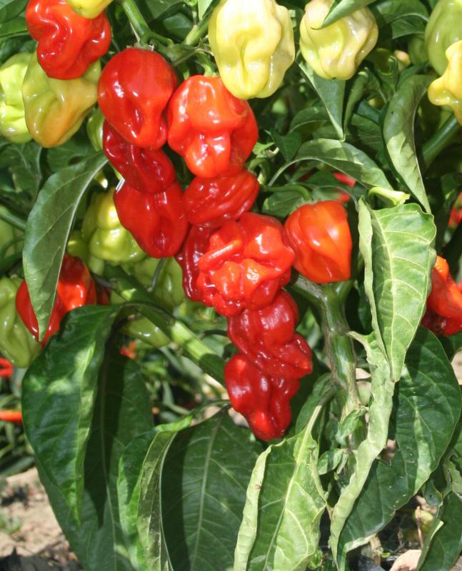 Habanero Red Caribbean