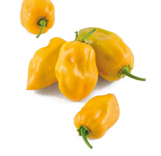 Habanero Yellow