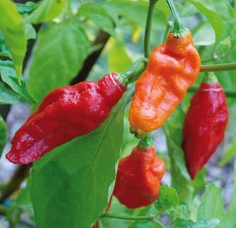 Naga Morich