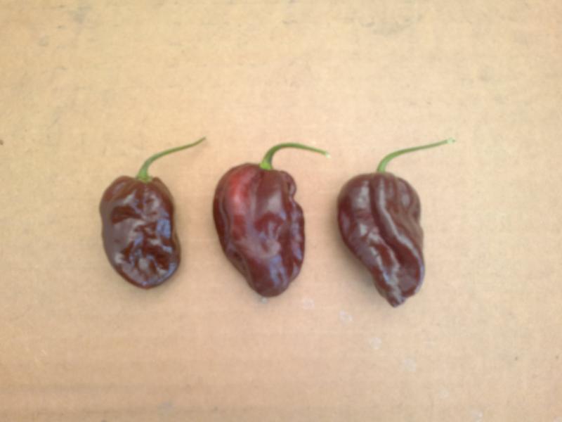 Habanero chocolate