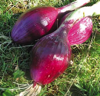 Tropea roja larga