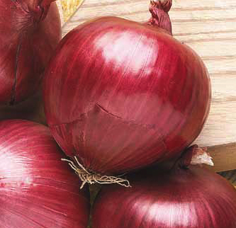 Southport red globe sel. Padana