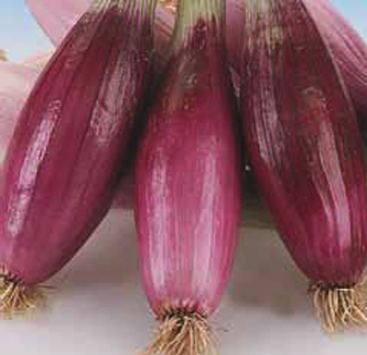 Roja larga de Firenze