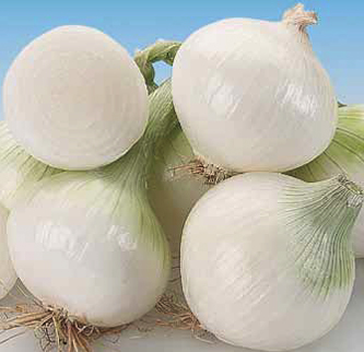 White skin onion, overwintering type (short and intermediate day)