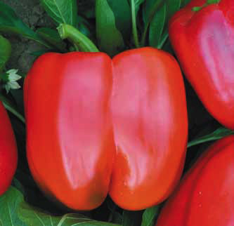 Sweet peppers