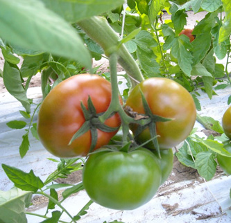 Round shaped tomatoes, indeterminate plant