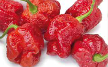 Trinidad Moruga Scorpion
